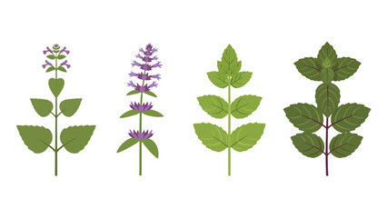 Stylized Vector Illustrations of Diverse Mint Plants with Green Leaves and Purple Blossoms.