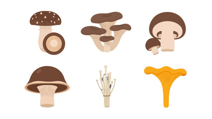 Flat vector illustration set of diverse edible mushrooms with distinct caps and stems.