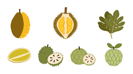 Flat illustration of tropical fruits durian soursop custard apple and jackfruit slice with a leaf.