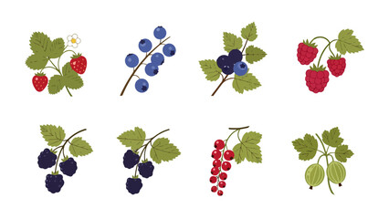 Vibrant berry illustrations strawberries blueberries raspberries blackberries red currants gooseberries with green leaves.