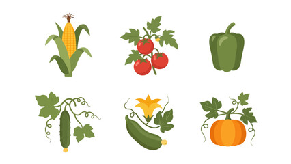 Vibrant flat design illustrations of fresh garden vegetables corn tomatoes bell pepper cucumber zucchini pumpkin.