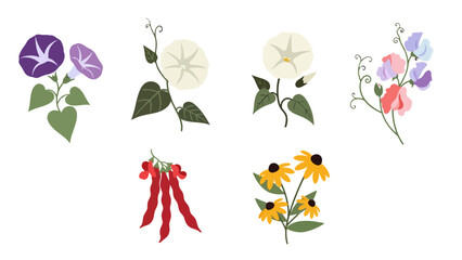 Vibrant flat vector illustrations of diverse garden flowers and plants featuring morning glories sweet peas and blackeyed Susans.