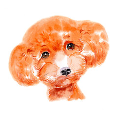 Toy poodle portrait