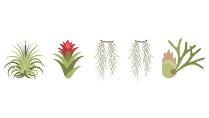 Vibrant flat vector air plants set Tillandsia Spanish moss staghorn fern green leaves red bloom.
