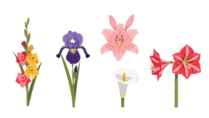 Vibrant Vector Flower Collection Gladiolus Iris Lily Calla Lily Amaryllis Illustrations.