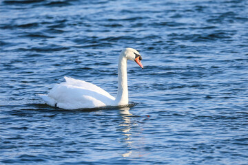 Fototapeta premium Majestic white swan glides gracefully across rippling blue water on a sunny day