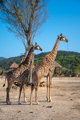 Giraffes at the wildlife park