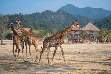 Giraffes at the wildlife park