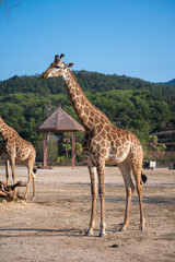 Giraffes at the wildlife park