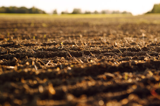 Close-up of green shoots emerging from fertile soil in the sun's rays. A farm field with black soil and green plants at sunset. Concept of agriculture, gardening.