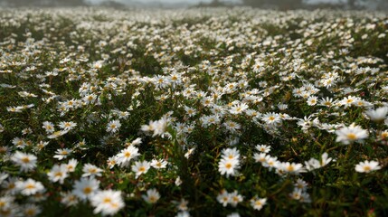 Fototapeta premium A field of blooming white daisies. A gentle breeze rustles the flowers, creating a sense of peace and serenity