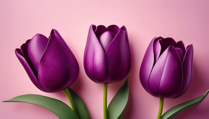 Three Deep Purple Tulips On A Pink Background
