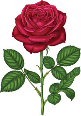 Beautiful Deep Red Rose Illustration with Green Leaves and Long Stem Isolated on White Background for Valentine&rsquo;s Day, Weddings, and Romantic Floral Designs