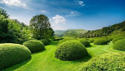 Lush Green Bushes And Shrubs In A Landscape