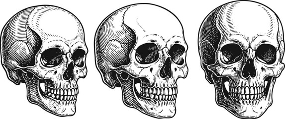 Detailed human skull illustrations from different angles anatomy, skeletal structure, bone study, medical drawing