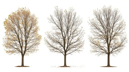 Three trees in different seasons