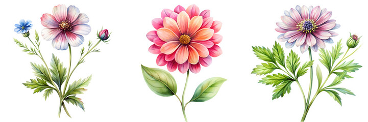 Fototapeta premium Set of Hand painted flower isolated on a transparent background
