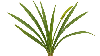 Obraz premium Green plant leaves isolated on transparent background