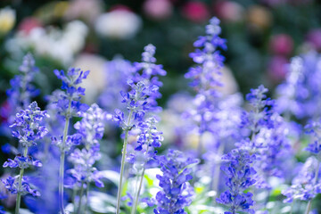Fototapeta premium Lavender flower violet Lavender flowers in nature
