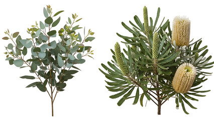 Two types of australian native plants isolated on transparent background