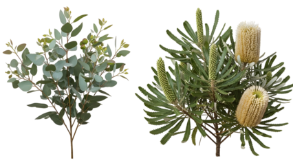 Two types of australian native plants isolated on transparent background