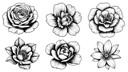 Floral illustrations of six different flowers in black and white  