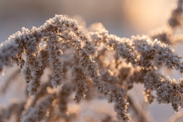 Zimowe suche rośliny w szronie, ciepłe światło poranka