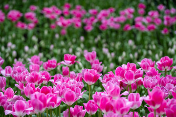 Fototapeta premium Flowers tulips. Glade of yellow, pink and white fresh tulips. Tulip flower field. Flowers background Spring flowers. Beautiful flowers of tulips.