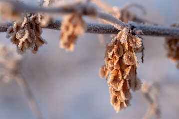 Zimowe suche rośliny w szronie, ciepłe światło poranka
