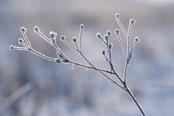 Zimowe suche rośliny w szronie, ciepłe światło poranka