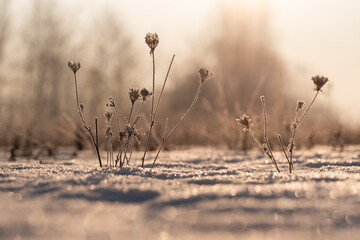 Zimowe suche rośliny w szronie, ciepłe światło poranka