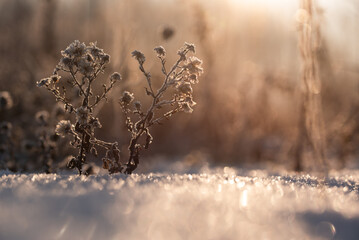 Zimowe suche rośliny w szronie, ciepłe światło poranka