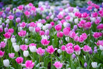 Obraz premium Flowers tulips. Glade of yellow, pink and white fresh tulips. Tulip flower field. Flowers background Spring flowers. Beautiful flowers of tulips.