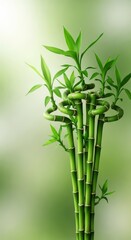 Naklejka premium Lush green stalks of decorative bamboo plant symbolizing prosperity, healthy growth, and enduring good fortune and blessing, tradition, abstract, lucky