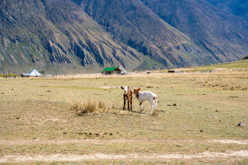 Two calves grazing freely in Chulyshman valley Altai Russia Peaceful rural scene of livestock in natural landscape