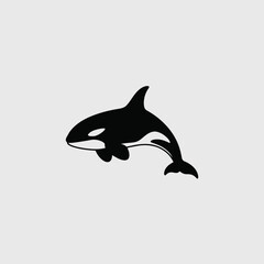 Fototapeta premium Black and white orca illustration on neutral background for various uses
