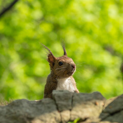 新緑の中で顔を出す野生のエゾリス（北海道）