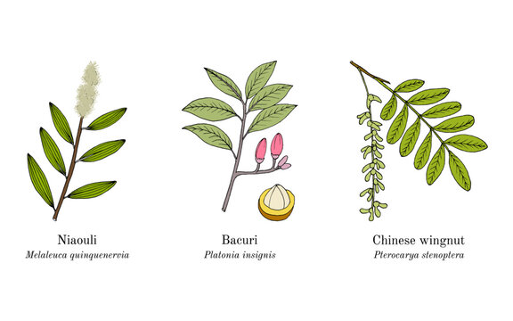 Collection of edible and medicinal plants. Hand drawn botanical vector illustration