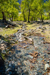 Mountain stream flowing through forest into Chulyshman river in Altai Russia Calm natural watercourse in wilderness valley
