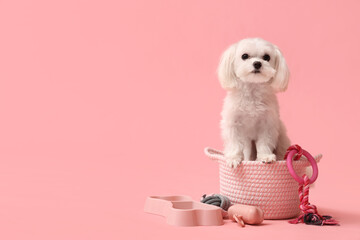 Cute Bolognese dog in braided bag with toys on pink background