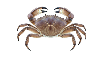 Brown Crab with Claws Raised, Isolated on White