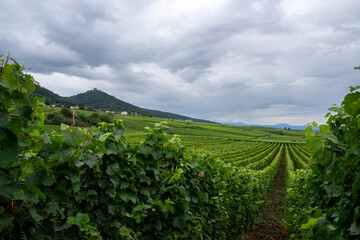 Vineyards stretching to hills with Ch&acirc;teau du Hohlandsbourg in Obermorschwihr, France