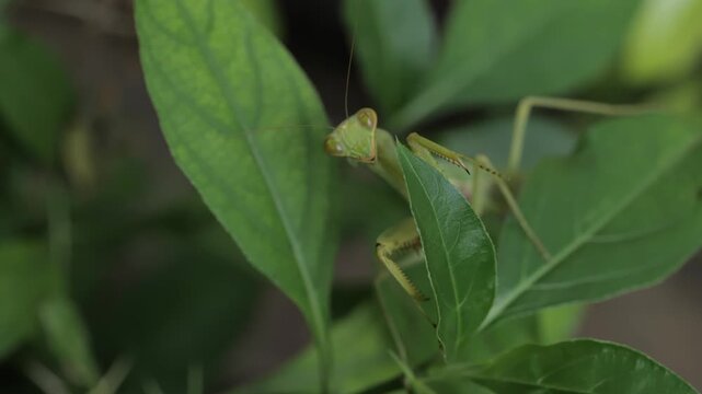 Tiny Green Praying Mantis on Leaf | Extreme Micro Wildlife Footage