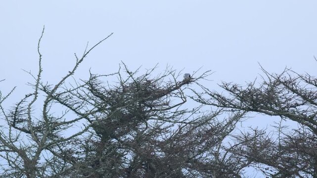 A distant rare Black-winged Kite, Elanus caeruleus, eating in a tree in winter in the UK.