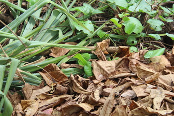 Close-up of forest floor with dried leaves and fresh green plants, symbolizing natural cycle of decay and growth. Perfect for ecology, botany themed visual content.