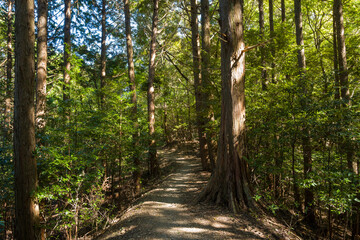 Obraz premium A sunlit woodland path winds through dense greenery and straight, slender trees, with textured bark and dappled light creating a tranquil natural scene.