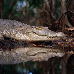 Obraz premium Crocodile lies on the bank of a pond surrounded by trees and vegetation