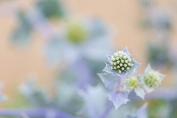 fiori verdi, fogli appuntite e gambi viola di una pianta di calcatr&egrave;ppola marina ( Eryngium maritimum), di giorno, in estate, in un ambiente marino, in una spiaggia
