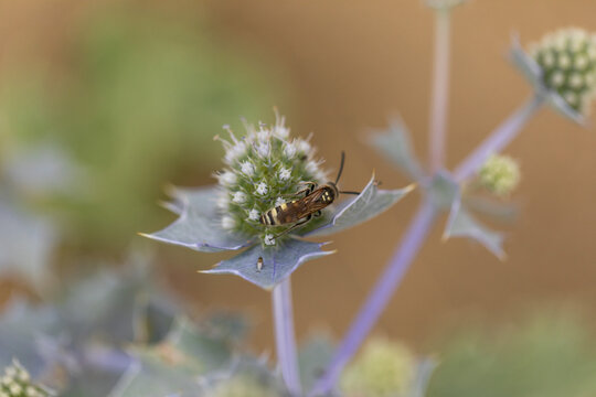 fiori verdi, fogli appuntite e gambi viola di una pianta di calcatr&egrave;ppola marina ( Eryngium maritimum), di giorno, in estate, in un ambiente marino, in una spiaggia