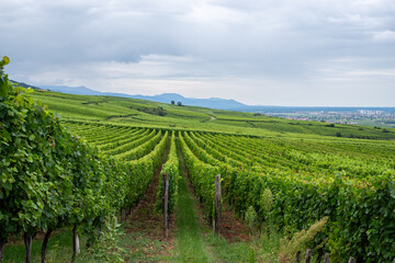 Green vineyards rows stretching across Alsace region landscape